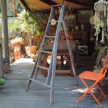 The three-legged orchard ladder is much more stable than the four-legged variety. Photo: Diane Lynch