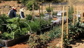 Rotating the location of annual vegetable crops among the available beds maintains soil health and discourages pests. Photo: Marty Nelson