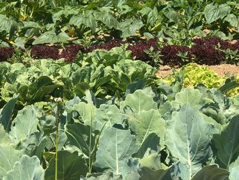 Leafy greens need nitrogen and do well following nitrogen-fixing legumes in a crop rotation plan. Photo: Marty Nelson