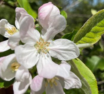 Night-pollinating moths are attracted to apple blossoms, pollinating as much as bees do in the day. Photo: Anne-Marie Walker