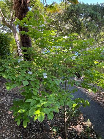 Pacific Dogwood, on Hallberg Butterfly Gardens’ list of Plants for Moon Gardens, attracts Polyphemus moths. Photo: Anne-Marie Walker