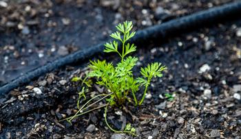 Drip irrigation systems save time and money and allow you to go on vacation without worrying that your plants will dry up. Photo: Eric Brehm, unsplash