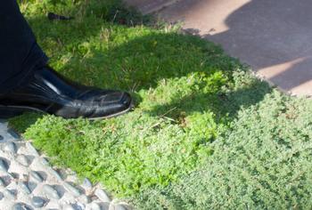 The combination of Elfin thyme and chamomile makes an attractive, low-water lawn alternative that tolerates light foot traffic. Photo: CountryMouse13