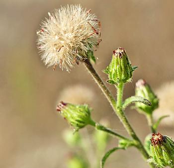 Stinkwort flowers and produces seeds from September through December. The seeds germinate over winter but can germinate at any time.