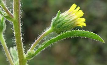 Stinkwort's sticky hairs are covered with stinky resin that, if touched, can cause allergic reactions and even dermatitis in humans.