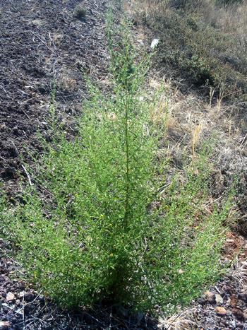 Stinkwort, an invasive weed, colonizes open disturbed places like roadsides. It tolerates a variety of soil conditions, temperatures, and rainfall.
