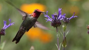 California natives in your garden, which need less water and attract pollinators. Photo: UC MMG
