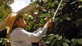 Proper pruning will reduce size and create space, helping prevent flames from reaching your home. Photo: Karen Gideon