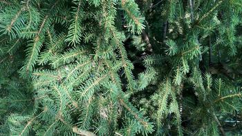 Evergreen trees have needle-like leaves with a waxy coating adapted to reduce water loss. Their shape prevents them from freezing in the winter.