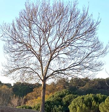 Deciduous trees shed their leaves annually, usually in the fall, allowing them to conserve water and energy in winter months. Photos: Alice Cason
