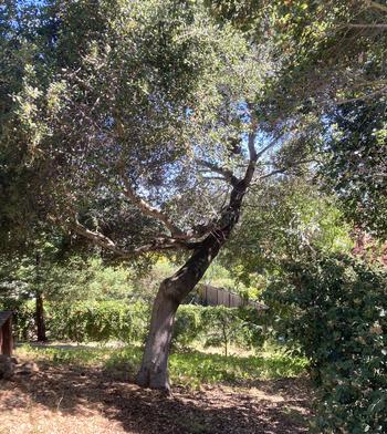 The leaves under my oak prevent weeds from sprouting and provide mulch and wildlife habitat for moths and butterflies. An owl box is in upper branches