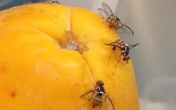 Adult Oriental Fruit Flies inserting ovidepositer into fruit. Photo:  Stephanie Gayle, USDA-ARS