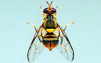 The Oriental Fruit Fly, Bactrocera dorsali, poses a threat of severe economic loss. Photo: Viwat Wornoayporn/IAEA