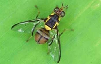 The Oriental Fruit Fly has distinctive yellow bands and a T-shape on its back end. Photo: San Diego County