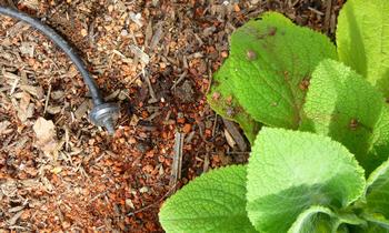 Drip emitters are one of the most water-efficient methods of irrigation. Photo: Linda Varonin