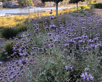 Native plants like Salvia clevelandii or Cleveland sage not only tend to use less water, but they support our local pollinators. Photo: Rosaline Gould