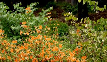 Native plants, like this monkey flower or Mimulus, have evolved to thrive in our climate and tend to require less water than exotic plants. Photo: G