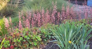 Huechera or Coral bells can light up any shady spot with its varied foliage and delicate flowers. Photo: Tom Hixsom
