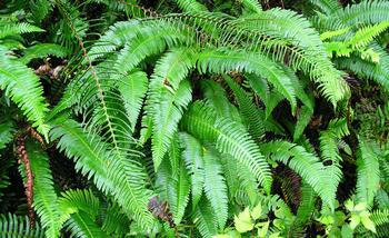 Western Sword Fern is a great slope stabilizer and ground cover. Photo: Brewbooks/Flickr