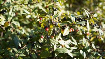 Coffeberry works great in all types of soil, including Marin's clay soils. Photo: David Prasad