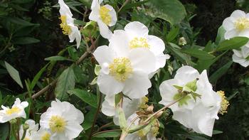 Pollinators love the flowers on the Carpenteria californica or Bush Anenome. They can also be used for hedges. Photo: Stickpen/Creative Commons