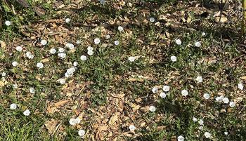 Field bindweed is a perennial garden weed also known as wild morning glory