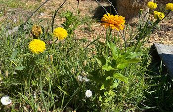 Yellow nutsedge, field bindweed, and foxtails are among the weeds that have taken over this flower patch