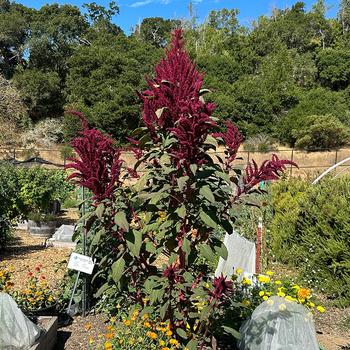 Amaranth is an attractive edible plant that can become a weedy nuisance if its spread is not controlled