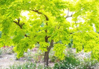 Robinia pseudoacacia 'Frisia' is a stunning tree with bright yellow leaves in spring that turn to chartreuse in summer. Photo: Nanette Londeree