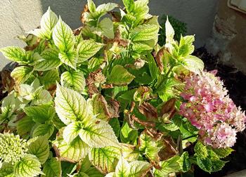 Symptoms of iron deficiency include light green to yellow leaves with contrasting narrow dark green veins, marginal scorching, and bleaching.