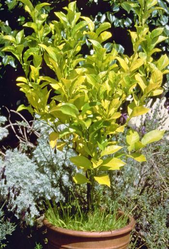 The older, lower leaves of this citrus plant are yellow, while the new growth at the top is green, indicating a nitrogen deficiency. Photo: UC ANR