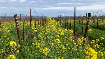 Mustard is a cover crop planted in vineyards to prevent soil erosion, recharge nitrogen, and suppress harmful soil-dwelling nematodes.
