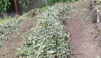 Bell bean crops are harvested and chopped up, then they decompose for 5- 6 weeks before planting starts.
