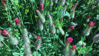 Crimson clover is a cover crop that adds organic matter, fixes nitrogen, attracts beneficial insects, and provides nectar for bees and butterflies.