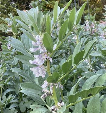 Bell beans are excellent cover crops. The flowers attract pollinators and the leaves and blossoms are edible.