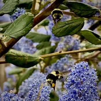 Bumble bees find nectar on the blue blossoms of a California Lilac. Photo: Barbara Robertson