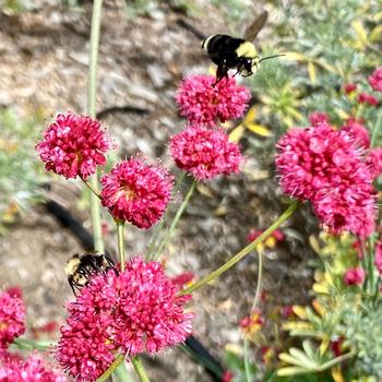 Bumblebee collecting nectar and pollen on a Red-Flowered Buckwheat plant. Photo: Barbara Robinson