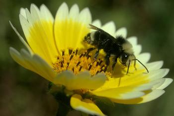 Plants treated with neonicotinoid insecticides may harm bees and other pollinators. Photo: TJ Gehling