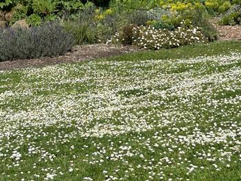 Clover (trifolium repens) is an easy, beautiful lawn alternative that uses much less water than traditional grass. Photo: Marie Narlock