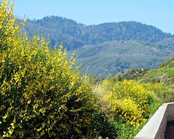 Broom is among the most invasive plants in California. One Spanish broom plant can produce up to 10,000 seeds per season. Photo: Creative Commons