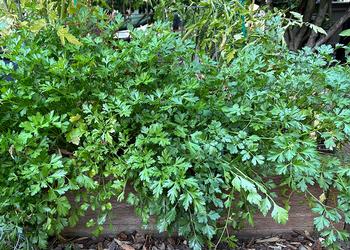 Italian parsley is a popular biennial herb that grows well in sunny, moist garden conditions.