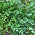 October 2024: Herbs Among the Edibles