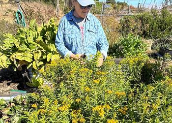 Mexican tarragon is a perennial herb harvested for both its flowers and its edible sweet licorice flavor.