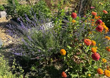 Lavender is a perennial herb that mixes well with flowers and is often grown as an ornamental landscape plant.