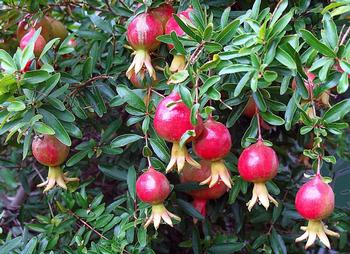 Pomegranates ripen on a bush in the fall. Photo: Pixabay