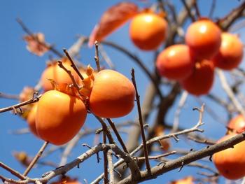 Hachiya persimmons shine like ornaments in the late fall. Photo: Pixabay.