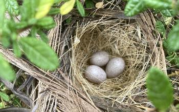 The Spotted Towhee builds nests in low bushes like this Ceanothus, and eat insects, beetles, and spiders in the leaf litter under the bushes.
