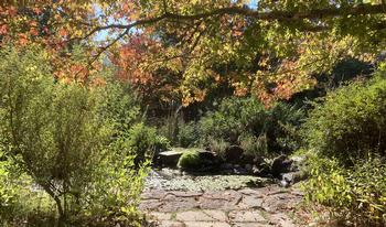 A ground-level pond is most useful to wildlife. This pond at the Marin Art and Garden Center has rocks, and is ideal for lizards to bathe in the sun.