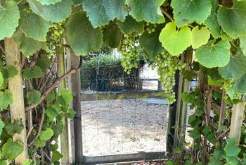 California wild grape vines supported by a wooden arbor at the entrance to a garden. Photo: Pamela Noensie