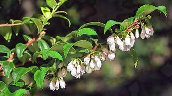 Western beaked hazelnut is named because its bud looks like a bird’s beak. Photo: Flickr
